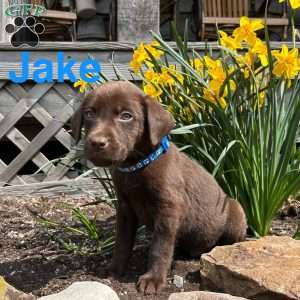 Jake, Chocolate Labrador Retriever Puppy
